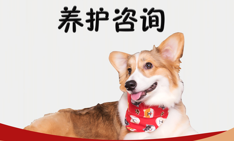 养护咨询服务